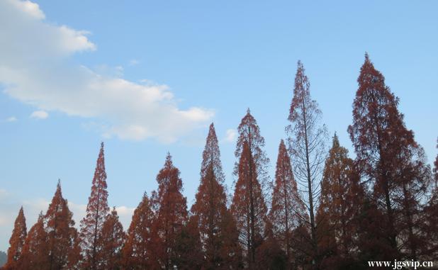 关于井冈山旅游攻略的图片
