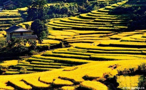 关于井冈山旅游攻略的图片