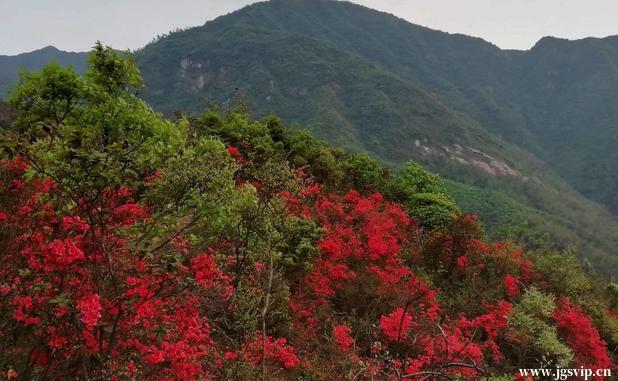 关于井冈山旅游攻略的图片