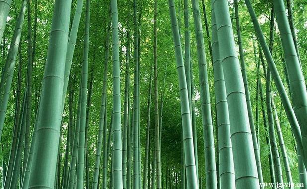 关于井冈山旅游攻略的图片